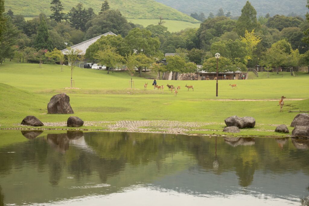 七五三(753)奈良県奈良市・橿原市・広陵町・京都府木津川市_フォトスタジオワタナベ(渡辺写真館)_奈良公園